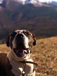 Close-up of a dog on field