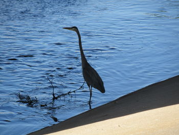 High angle view of heron on lake