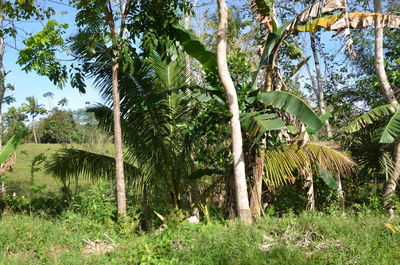 Plants growing on tree trunk