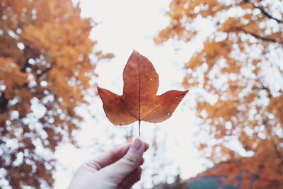 Close-up of hand holding maple leaf during autumn