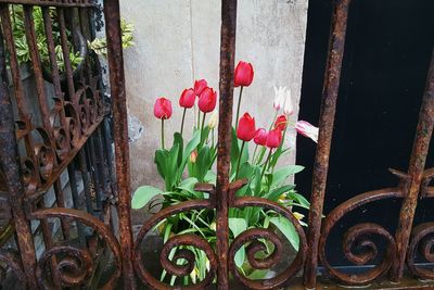 Close-up of plants