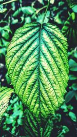 Close-up of fresh green plant