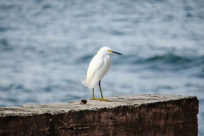 Bird perching on rock by sea