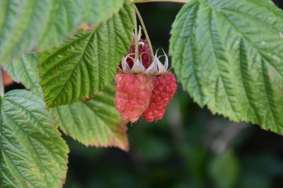Close-up of strawberry on plant