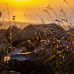 Close-up of spider web on plant against sky during sunset