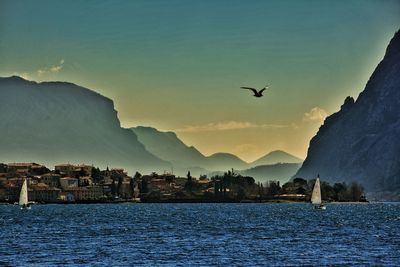 Bird flying over lake against sky