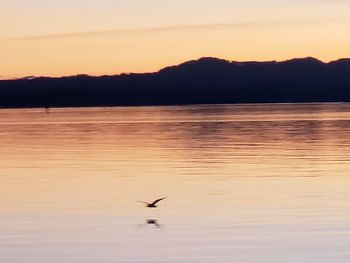 Silhouette birds flying over lake against sky during sunset