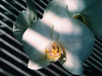 Close-up of white orchid blooming outdoors