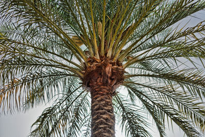 Low angle view of palm tree against sky