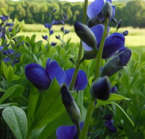 Close-up of flowers blooming outdoors