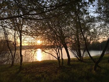 Sun shining through trees