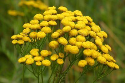 Close-up of yellow flowering plant