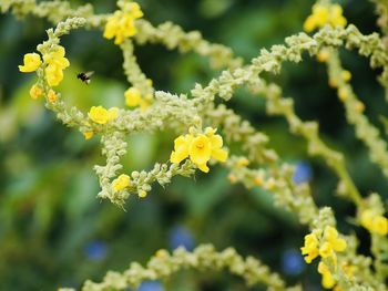 Close-up of insect on yellow flowering plant