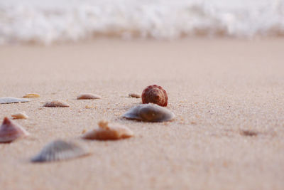 Close-up of shells on sand