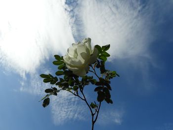 Close-up of rose plant against sky