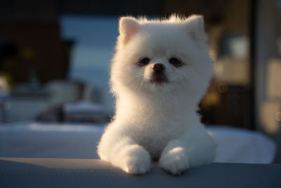 Close-up of white cat sitting at home