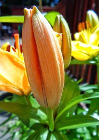 Close-up of yellow flower