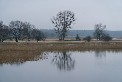 Reflection of bare trees in water