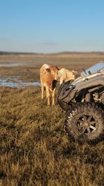 Panoramic view of pasture / wetlands / swamp with grazing livestock and curious new calfs