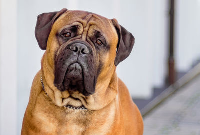 Close-up portrait of dog