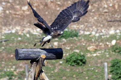 Bird flying over a field