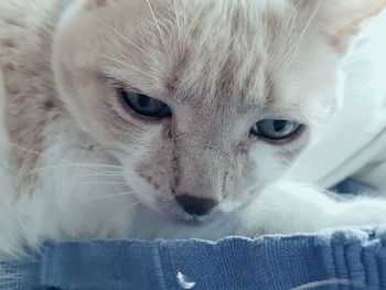 Close-up portrait of a cat