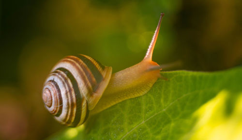 Close-up of snail on leaf