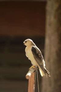 Close-up of bird perching on wood