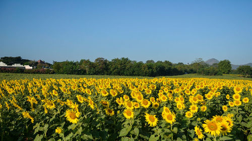 Scenic view of yellow flowering field against clear sky