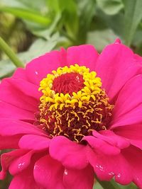 Close-up of pink flower