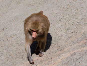 High angle view of monkey walking on field