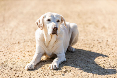 Portrait of dog lying on sand