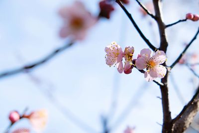 Close-up of cherry blossom
