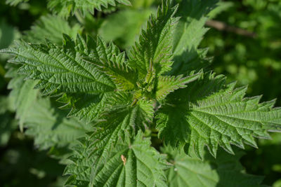 Close-up of fresh green leaves