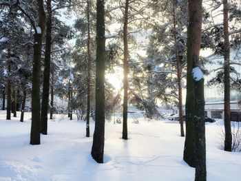 Trees on snow covered field during winter