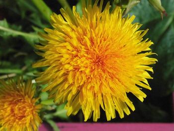 Close-up of yellow flower blooming outdoors