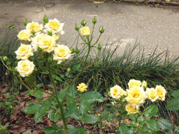 Close-up of yellow flowers blooming outdoors