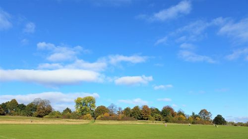 Trees on field against sky