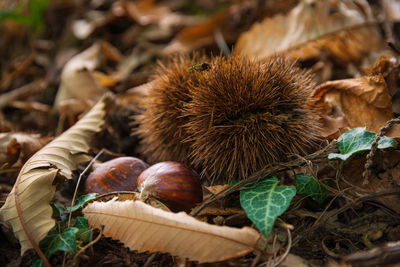 Close up of wild chestnut on a forest in autumn between fallen leaves