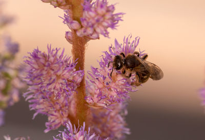 Close-up of bee pollinating on purple flower