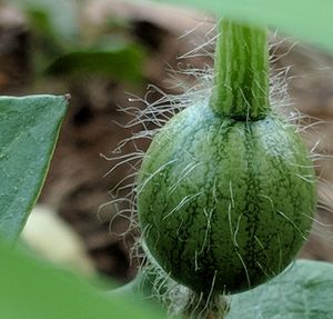 Close-up of fresh green plant