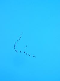 Low angle view of birds flying in sky