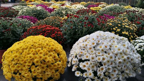 Close-up of multi colored flowers