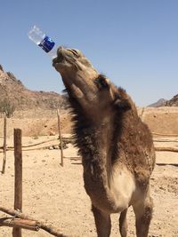 Horse standing on desert against clear sky