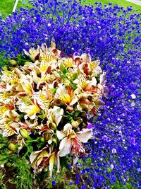 Close-up of fresh purple flowers blooming in garden