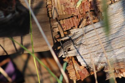 Close-up of rusty wood