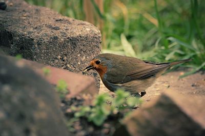 High angle view of bird perching on plant