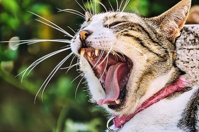 Close-up of a cat yawning