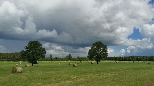 Trees on grassy field against cloudy sky