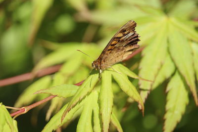 Close-up of butterfly on leaf